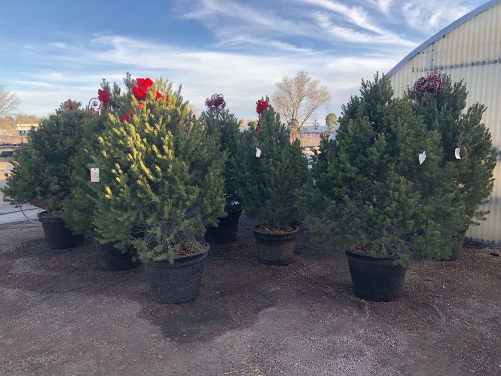 Caring for live potted Christmas Trees - Harding Nursery